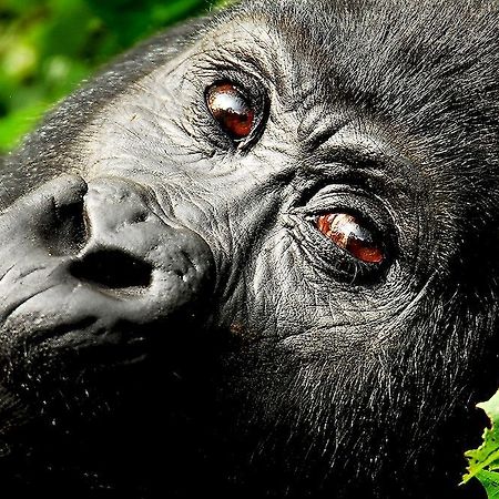 Hôtel Sanctuary Gorilla Forest Camp à Ntungamo  Extérieur photo