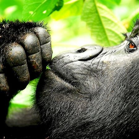 Hôtel Sanctuary Gorilla Forest Camp à Ntungamo  Extérieur photo