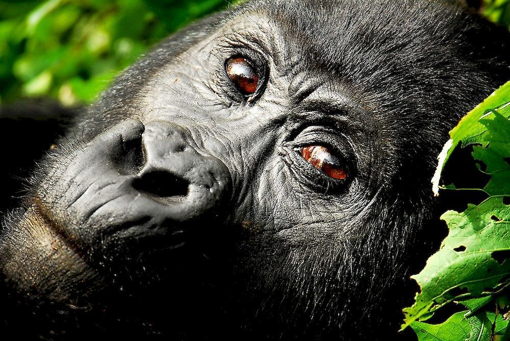 Hôtel Sanctuary Gorilla Forest Camp à Ntungamo  Extérieur photo