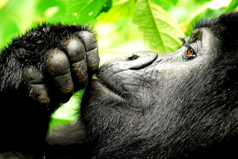 Hôtel Sanctuary Gorilla Forest Camp à Ntungamo  Extérieur photo