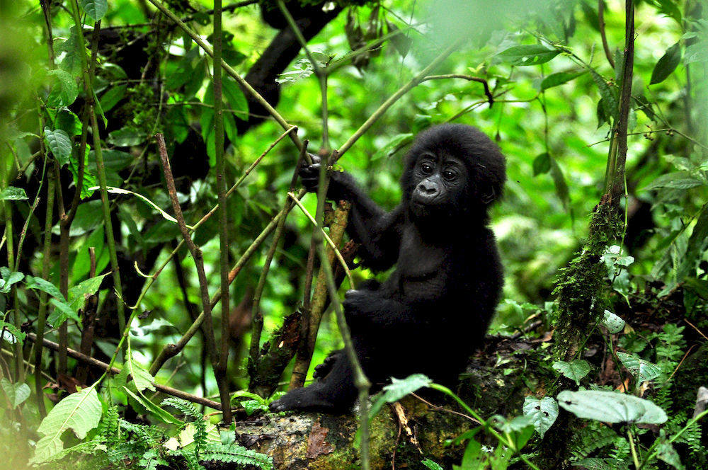 Hôtel Sanctuary Gorilla Forest Camp à Ntungamo  Extérieur photo