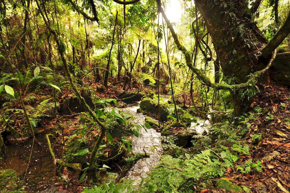 Hôtel Sanctuary Gorilla Forest Camp à Ntungamo  Extérieur photo